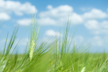 green wheat field and blue sky spring landscape