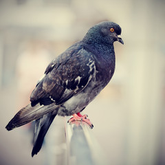 Blue rock pigeon.