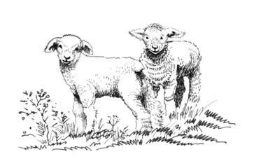 Two lambs on the field sketch - 76334494