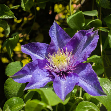 Closeup of Clematis flower Multi Blue