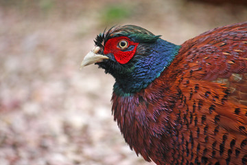 pheasant