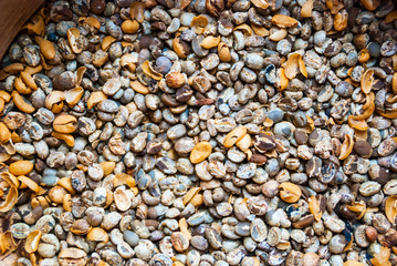 Dry and not roasted coffee beans close up