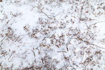 Frozen Foliage in the Snow Background