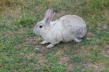 Rabbit, Domesticated