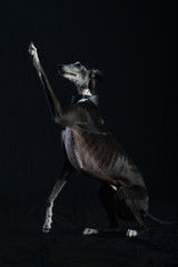 Greyhound dog sitting and lying posing careful and majestic