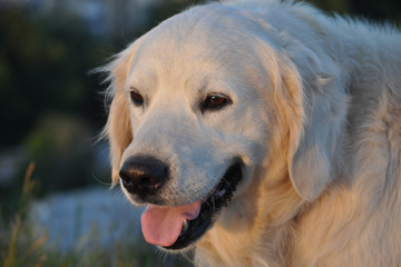 Собака золотистый ретривер летним вечером
