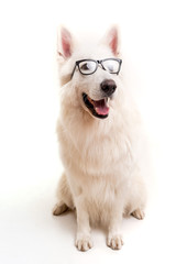 Swiss White Shepherd