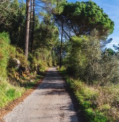 Fototapeta na wymiar The road in the woods among the trees. Way out in front.