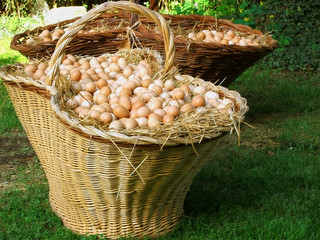 big basket with eggs © nicola_romano
