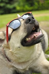 Pies w okularach - 76338211