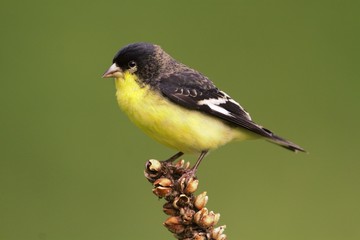 Male Lesser Goldfinch (Carduelis psaltria)