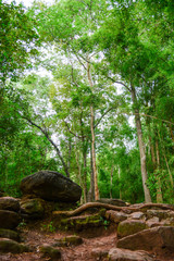 trail to forest with big rock and high tree