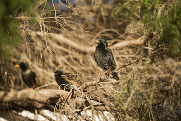 European Starlings