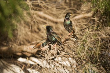 European Starlings