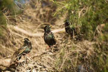 European Starlings
