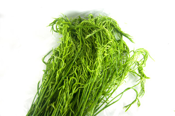 Acacia pennata isolated on white background