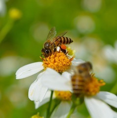 Close up bees on flower