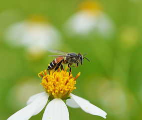 Bees to a flower.