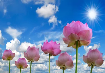 Papier Peint photo autocollant fleur de lotus lotus rose et lumière du soleil sur fond de ciel bleu