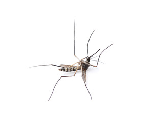 Mosquito isolated on white background