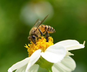 Bee to a flower.