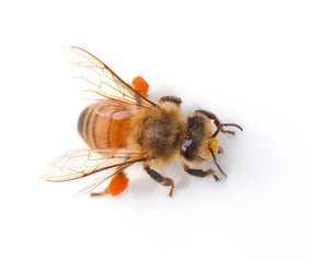 bee isolated on the white