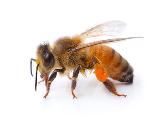 bee