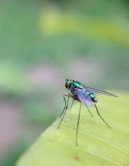 opalescent fruit fly
