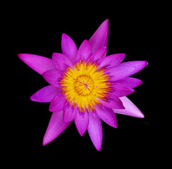Single lotus flower isolated on black  background