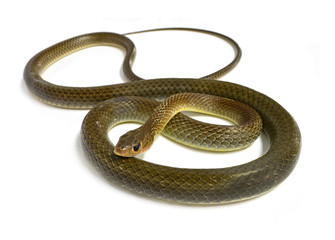 snake isolated on white