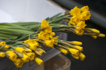 lose up bunch of yellow daffodils on the dispaly for sale