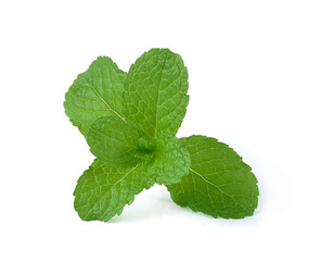 mint leaves isolated on white background