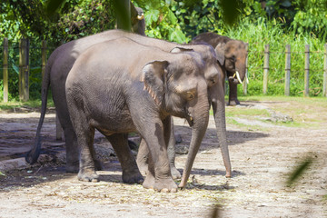 Indian Elephants, Malaisia..