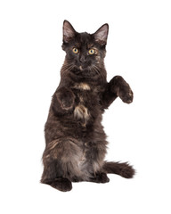 Black Kitten Sitting Up