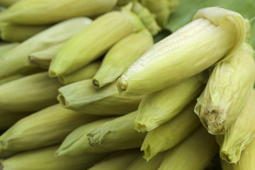 Sweet corn in the market