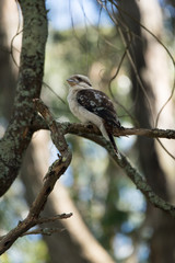 Kookaburra sitting Vert
