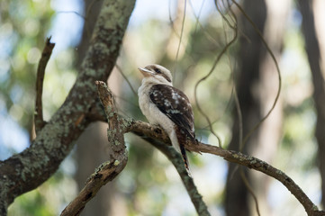 Kookaburra sitting up