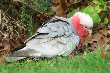 Galah Feeding