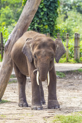 Fototapeta na wymiar Indian Elephant child, Malaisia..