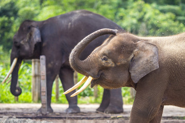 Fototapeta na wymiar Indian Elephants, Malaisia..