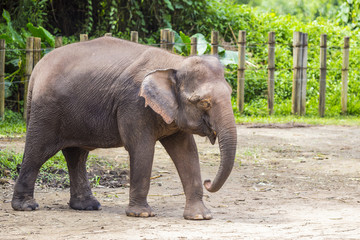 Fototapeta na wymiar Indian Elephant, Malaisia..