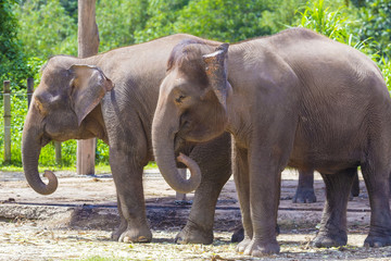 Indian Elephants, Malaisia..