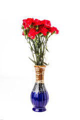 closeup carnation flower on white background