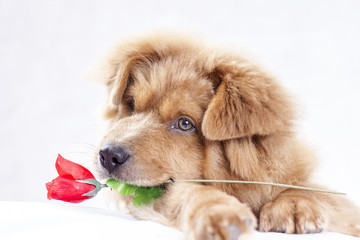 Dog And Rose
