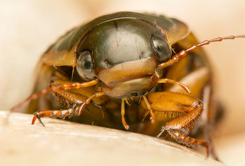 Dytiscus marginalis