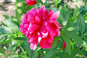Magenta Peony (Paeonia) blossom over natural green background
