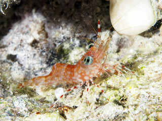 Reticulated Hinge-Beak Shrimp