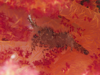Common Marble Shrimp