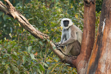 Hanuman langur in Bardia Nepal