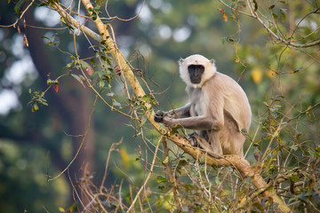 Hanuman langur in Bardia Nepal